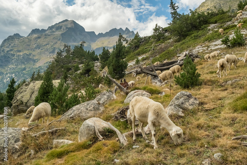 Obraz na płótnie Big flock of sheep grazing in the Pyrenees mountains in Spain w salonie