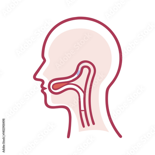 Throat and Esophagus Side View Representing Digestive and Respiratory Functions