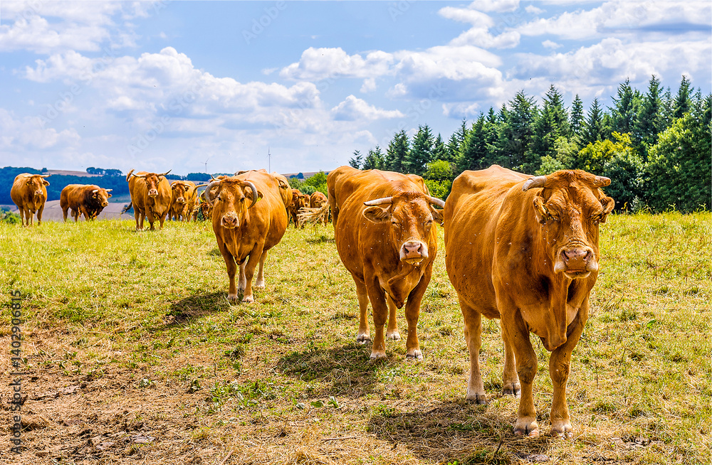 cows in a pasture