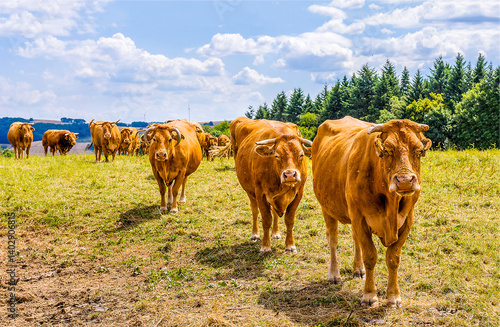 Obraz na płótnie cows in a pasture w salonie