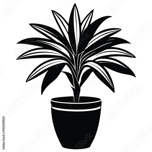 dracaena tree on pot on white background 
