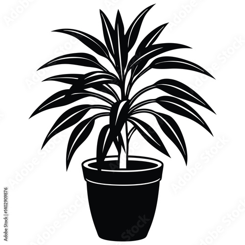 dracaena tree on pot on white background 