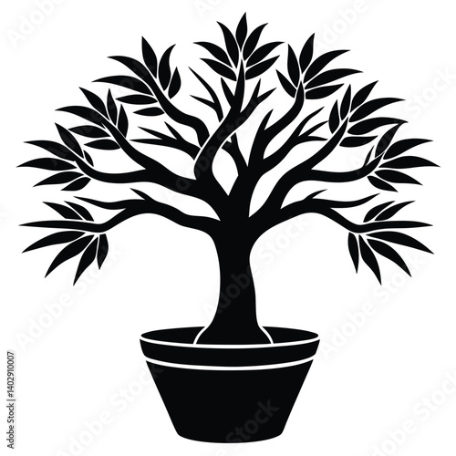 dragon tree plant on pot on white background 
