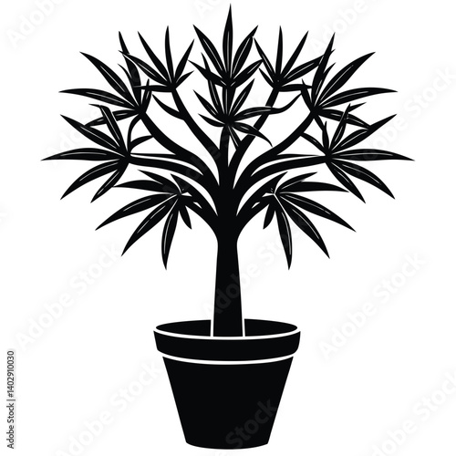dragon tree plant on pot on white background 