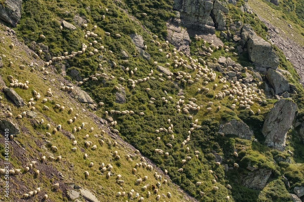 Big flock of sheep grazing in the Pyrenees mountains in France
