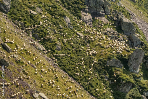 Obraz na płótnie Big flock of sheep grazing in the Pyrenees mountains in France w salonie