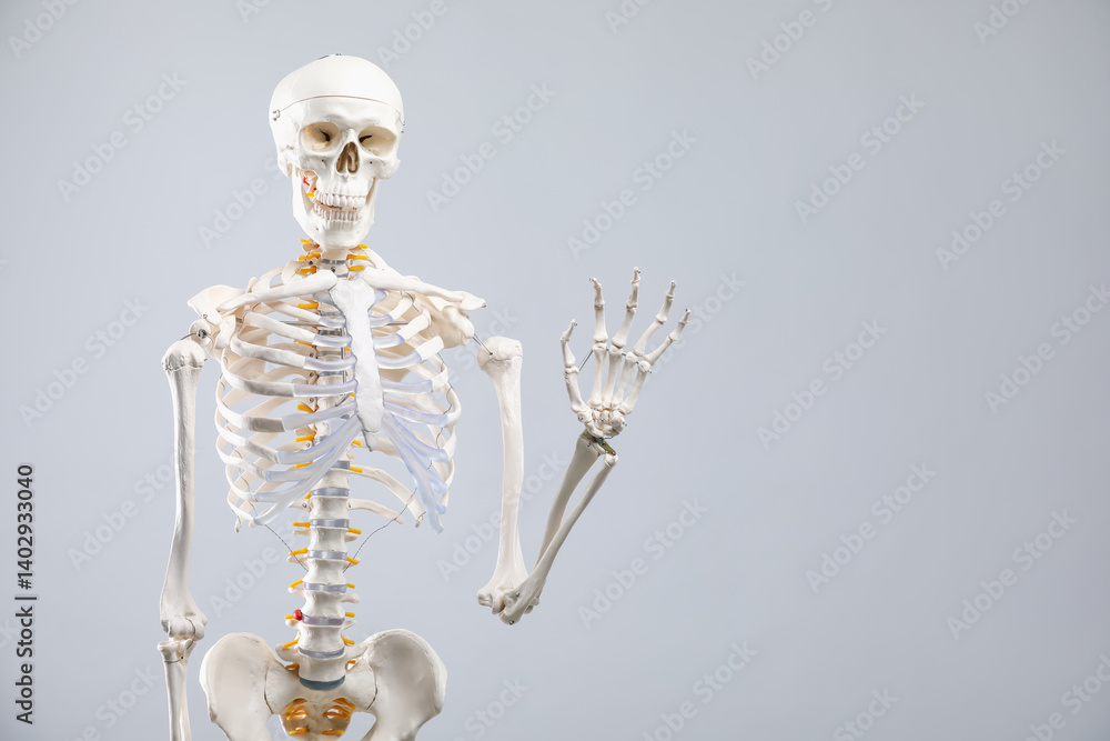 Artificial human skeleton model on gray background, space for text Artificial human skeleton model on gray background, space for text