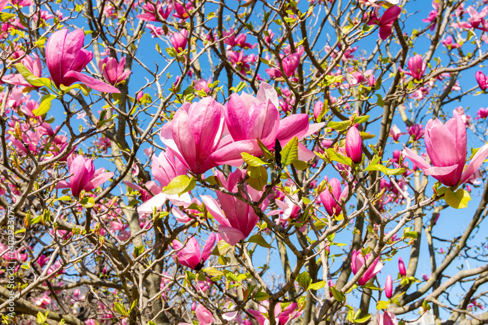 Blooming magnolia flowers in Palais Royal garden in spring, Paris, France