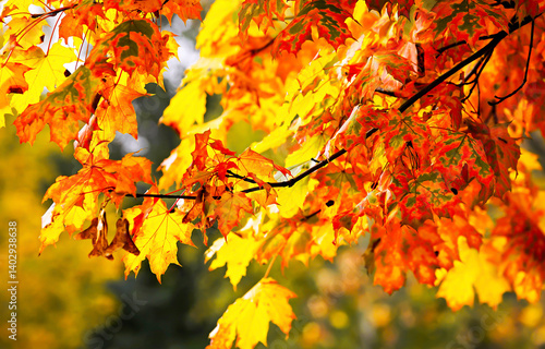Obraz na płótnie yellow autumn leaves w salonie