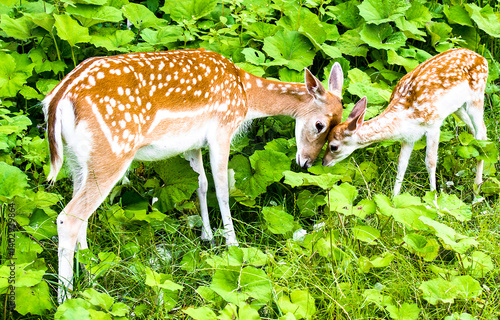 white tailed deer with doe