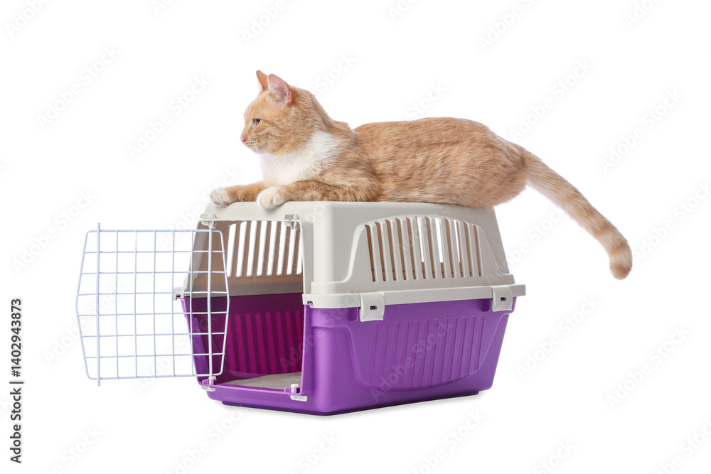 Cute cat and pet carrier isolated on white
