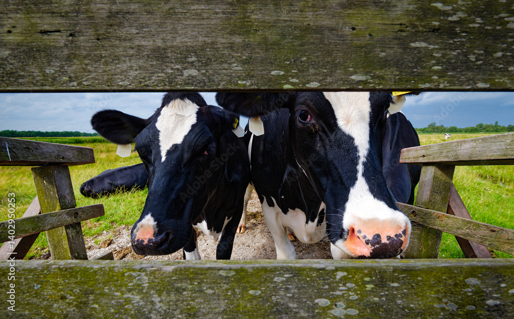 cows on the farm
