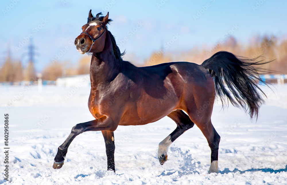 horse in winter