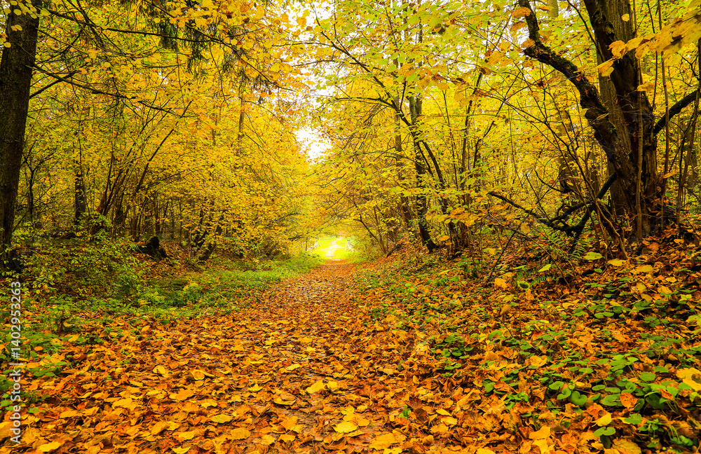 autumn forest in the morning