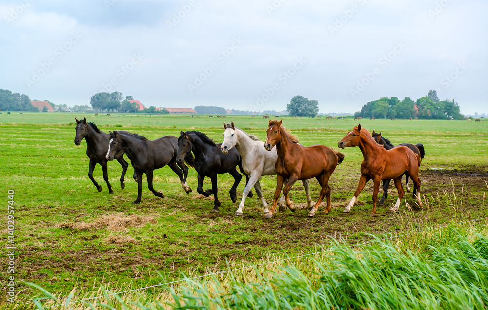 horses in the field