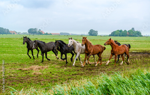 Obraz na płótnie horses in the field w salonie