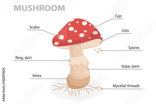 Mushroom anatomy diagram. Structure parts, stipe, stem, spores, ring, skirt, volva, mycelial threads, gills, scales, cap. Flat vector poster on white background.