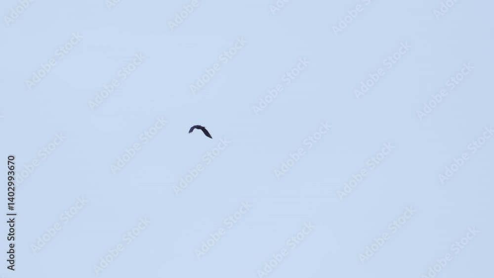Bird in flight against blue sky. Slow motion. Bird in flight against blue sky. Slow motion.