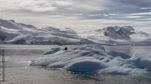 Penguins Ride Iceberg Antarctica Melting Ice Climate Change Chinstrap Penguins Natural Habitat Wildlife