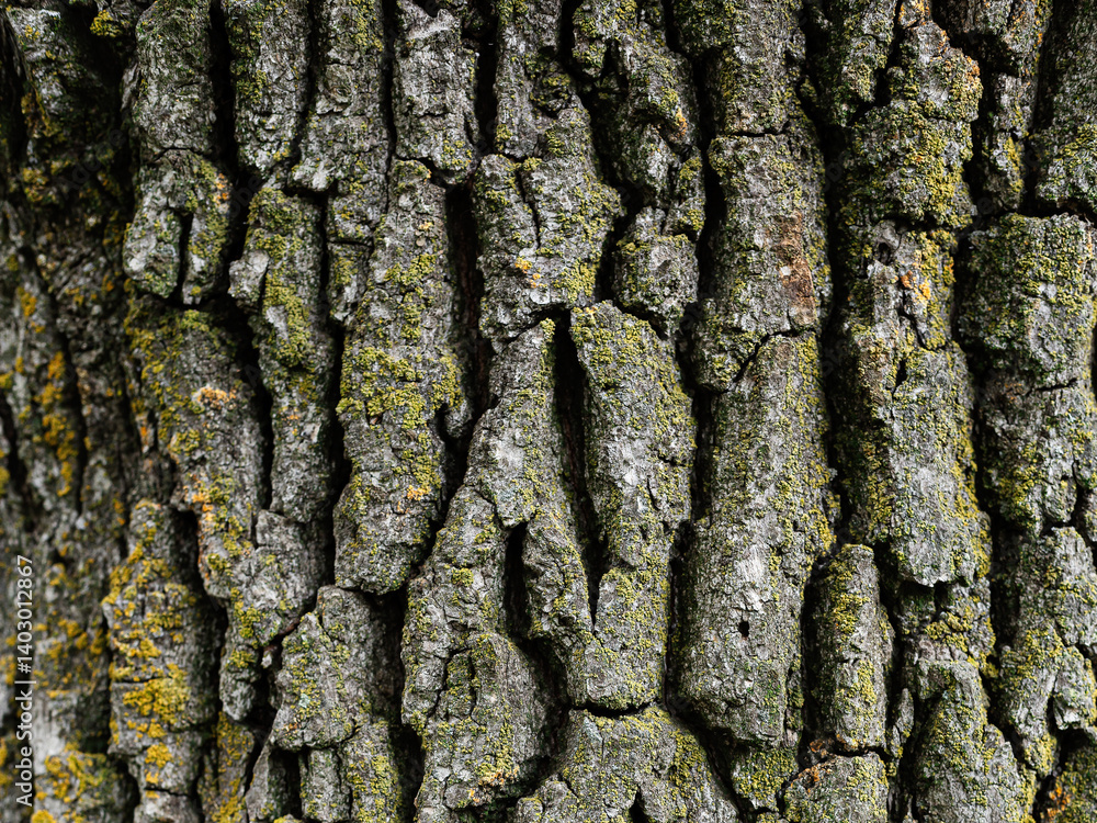 Embossed texture of oak bark. Old tree trunk close-up. Surface with natural bark patterns. Natural wood background.