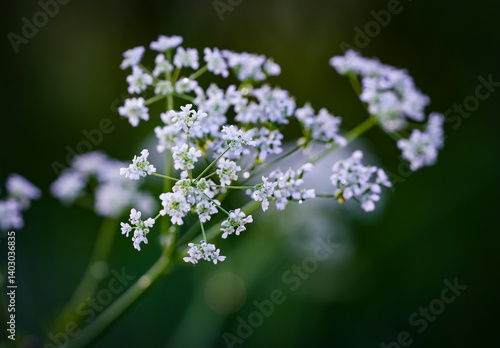 Принти на полотні Perennial herbaceous plant Snythe