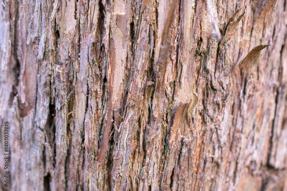 Tree trunk with a brown bark. The bark is rough and has many small holes. The bark is also covered in small bumps. Tree trunk with a brown bark. The bark is rough and has many small holes. The bark is also covered in small bumps.
