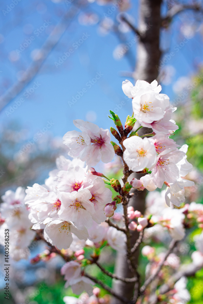 Obraz premium ソメイヨシノと空