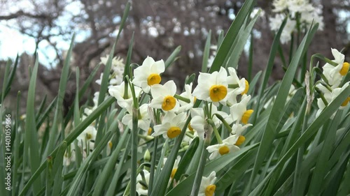 フサザキスイセン