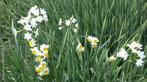 フサザキスイセン