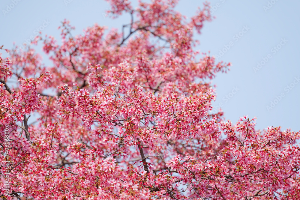 Cherry blossoms and blue sky, fresh and bright spring scenery
Cherry blossoms and blue sky, fresh and bright spring scenery