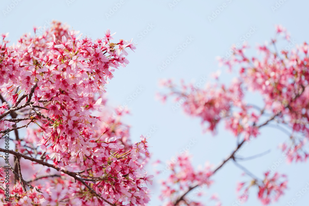Cherry blossoms and blue sky, fresh and bright spring scenery	
