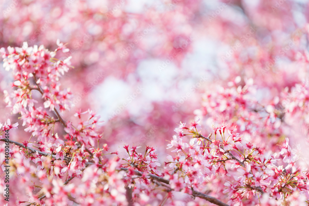 Close-up of cherry blossoms, spring plants, bright pink
Close-up of cherry blossoms, spring plants, bright pink