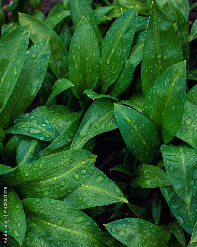 Fototapeta premium Wild garlic leaves after rain