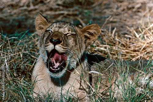 Photography lion cub in the wild