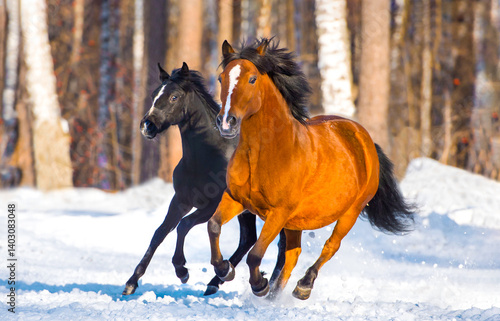 Obraz na płótnie Running horses in winter w salonie
