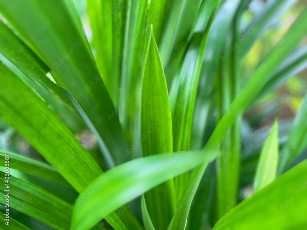 close up of pandan leaves close up of pandan leaves
