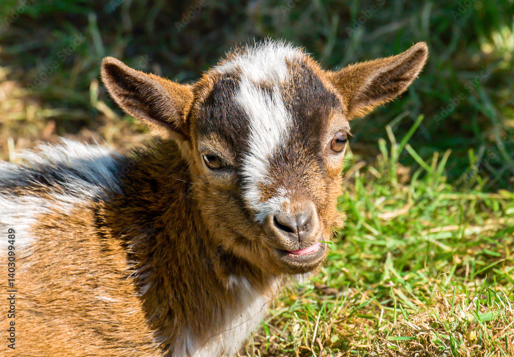 goat on the farm