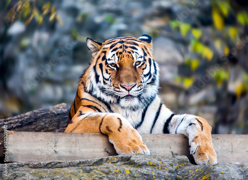 tiger in the zoo