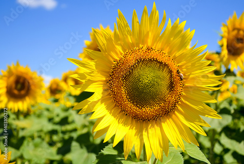 Obraz na płótnie sunflower of blue sky w salonie