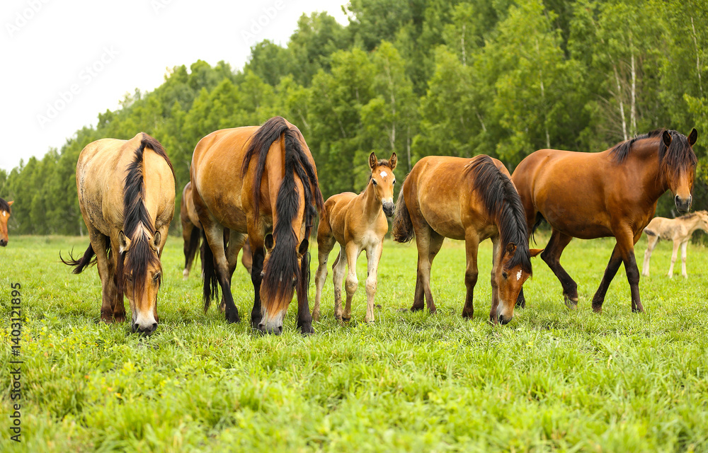 Fototapeta premium horses and foal grazing