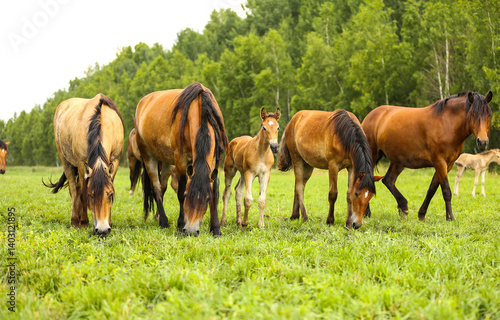 horses and foal grazing