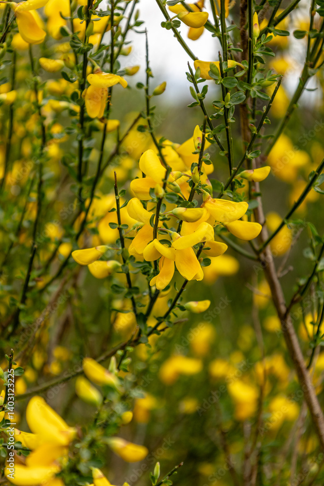 Natural plant with yellow flowers and thin ascending green branches. Concept: Nature, clean air, wild, botany.