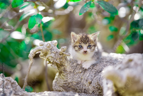 春、まだ産まれて間もない仔猫