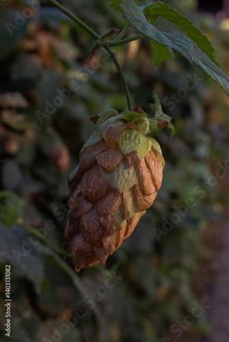 Hop fruit in the morning dew