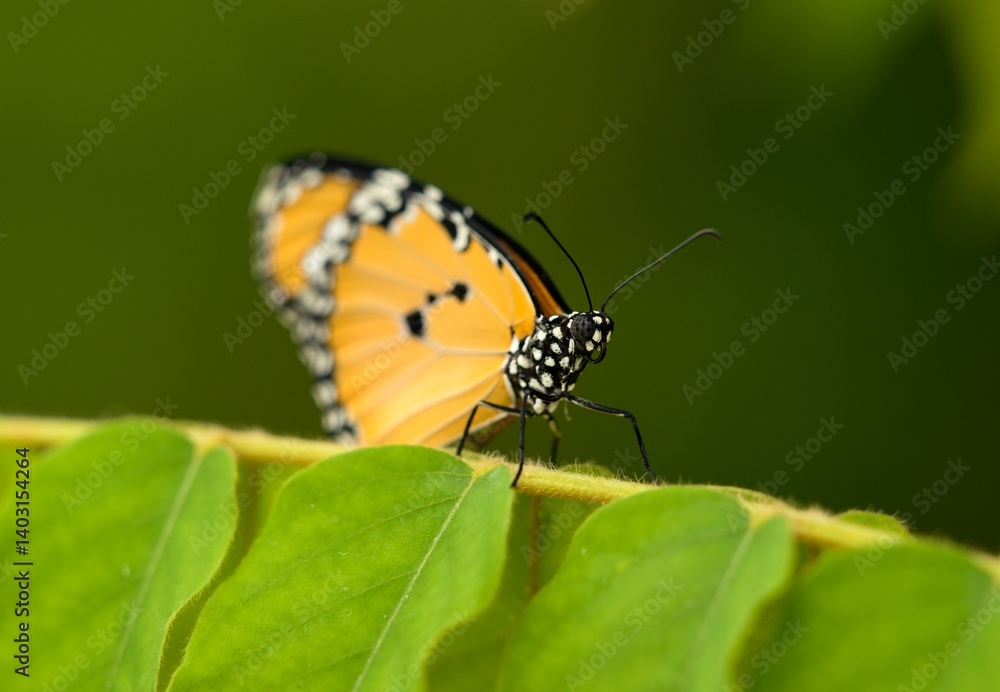 monarch butterfly monarch butterfly