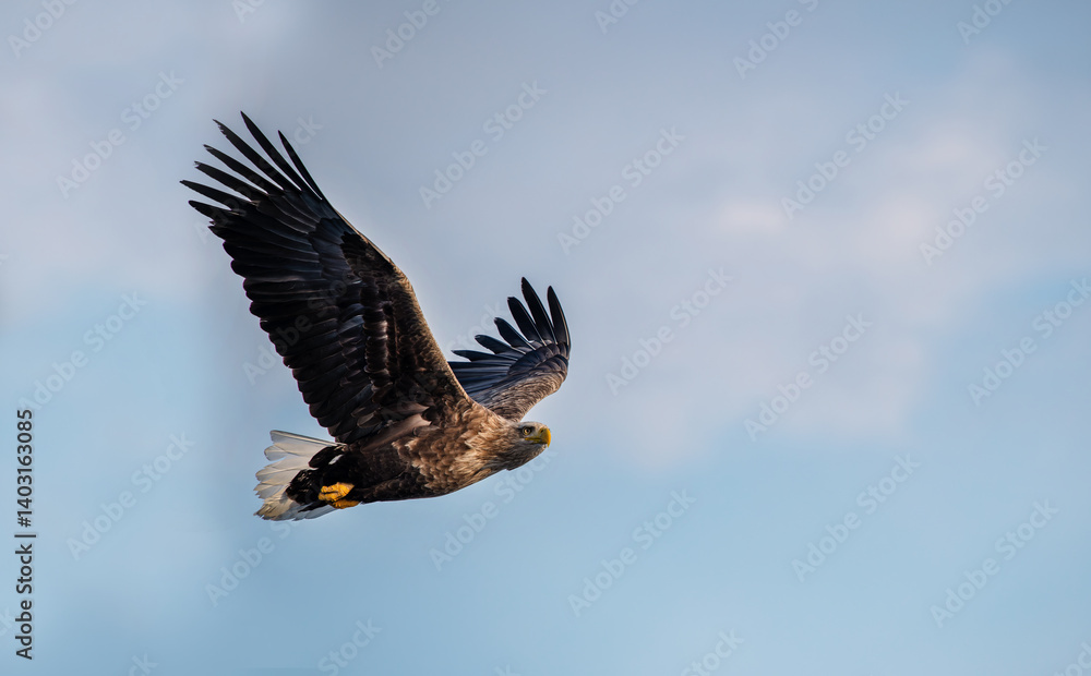 Fototapeta premium The white-tailed eagle is a bulky eagle with broad and long wings, a long neck, and a large head.