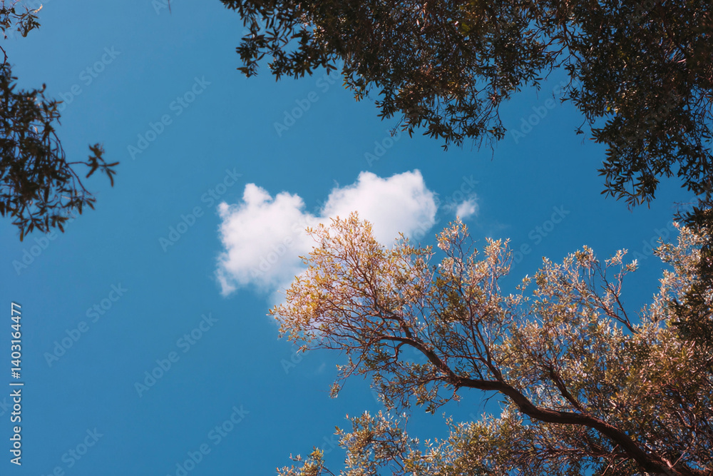 Obraz premium Blue sky with fluffy cloud and tree branches