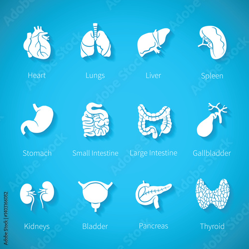 Vector icon set of human internal organs in flat style with shadow