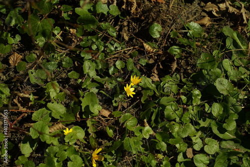 yellow leaves on the ground