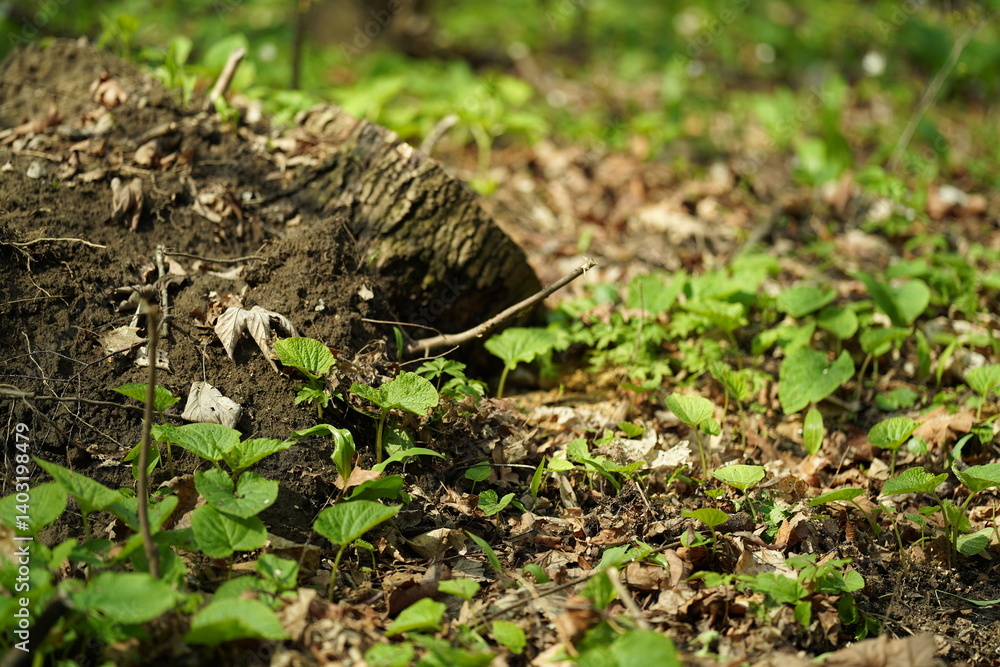 ants on the ground ants on the ground